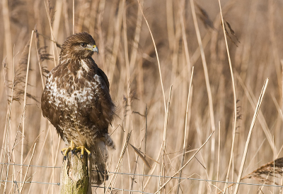 Vrijdag met het onverwachte mooie weer kwam deze buizerd even gedag zeggen.
Op een meter of 12-15 afstand ging zij mooi op een paaltje zitten,ik helemaal blij natuurlijk.
Tot dat ze nog dichterbij kwam toen was het helemaal feest,een prachtig kopportretje(zie andere foto).