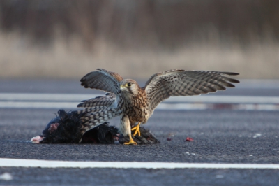 De torenvalk zat midden op de weg aan deze dood gereden meerkoet te eten en stoorde zich niet aan de voorbij razende auto's, pogingen om weg te vliegen met zijn prooi mislukte steeds.