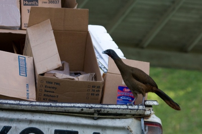 De nationale vogel van Tobago, beter bekend als Cocrico is niet zo kieskeurig. Bij het hotel werd het afval elke ochtend doorzocht.