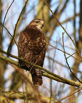 Dit is mijn eerste foto op Birdpix.
Een Buizerd in een boom hij keek even om.
Ik lees wel wat jullie ervan vinden.