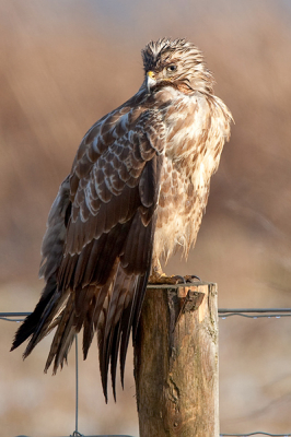 Tussen de buien door deze buizerd op de foto kunnen zetten. Hij probeerde zijn veren te drogen in het zonnetje, al had het weinig zin.