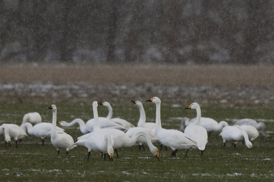 Een groepje kleine en wilde zwanen tijdens een sneeuwbui