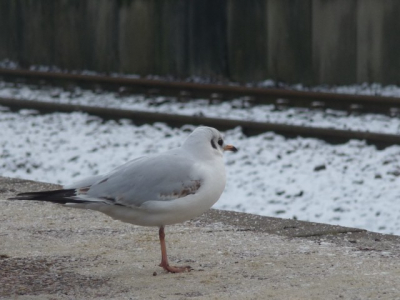 Toen ik op de trein zat te wachten, kwam deze meeuw langs.