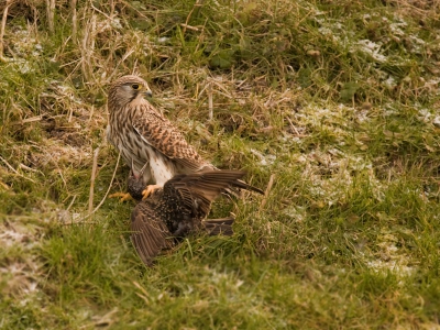 Deze Torenvalk al een tijdje aan het volgen, muizen vangen gaat heel erg soepel. Vangt er eentje en eet die op vervolgens vangt ze er nog en paar en die verstopt ze voor later. Hier heeft ze een spreeuw te pakken nog nooit gezien, dacht dat ze alleen muizen en wormen aten.