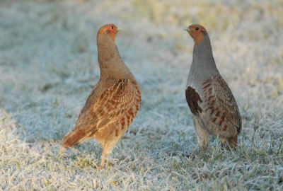 Die zondagochtend was het fris en helder. Een klucht van 6 patrijzen was al vroeg actief. De mannetjes vertoonden al voorjaarsgedrag en vlogen elkaar in de veren. Soms stonden ze dreigend en stoer voor elkaar.