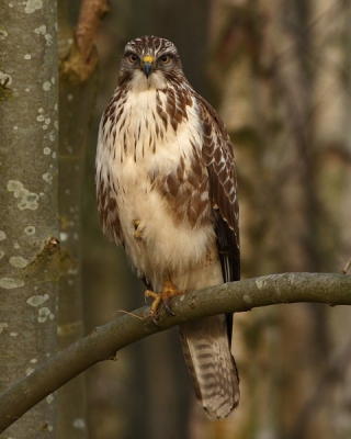 Deze Buizerd zat rustig op zijn stokje, keek rustig om zich heen, hij keek ook even heel mooi recht in mijn camera.
Ik lees wel wat jullie ervan vinden.

Gr D.S.