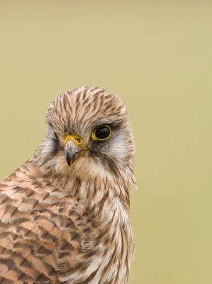 Dit valkje kwam zo dichtbij dat ik hem zelfs met mn 400 mm niet meer vol in beeld kon krijgen, daarom maar een uitsnede gemaakt. Verbazend hoe het ene exemplaar er al op 50 meter vandoor gaat en de andere bijna uit je hand zou eten. Vanuit de mobiele schuilhut.