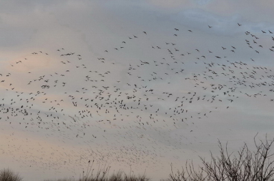 tegen het vallen  van de avond  besloot deze groep vogels op te stijgen om in het IJsselmeer te overnachten