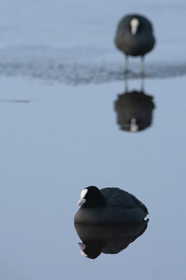Nog 2 meerkoeten uit de vorstperiode. Een uurtje hierbij gezeten om een wat andere foto van meerkoeten te maken. Hierbij geprobeerd weer te geven hoe deze 2 meerkoeten elkaar goed in de gaten houden. De achterste volgde met zn ogen namelijk de hele tijd alle meerkoeten die langs kwamen zwemmen langs zijn ijsschots.