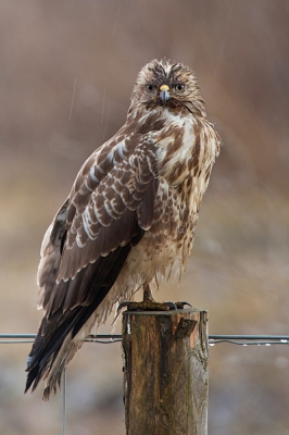 Deze Buizerd bleef rustig zitten terwijl het steeds harder begon te regenen.
Vanuit de auto.