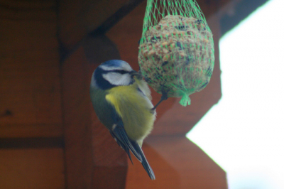 deze pix heb ik gemaakt vanuit onze woonkamer, dus door dubbelglas, het blijven leuke beestjes