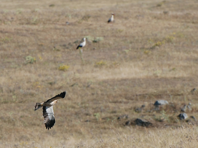 Wie in Extremadura vogels wil kijken moet eigenlijk ook naar Brozas  toe. De hele omgeving stikt van de vogels, werkelijk alle soorten kom je tegen. Deze is ten zuiden van Brozas genomen, daar waar het piepkleine riviertje de Jumadiel de weg kruist onder een al even piepklein bruggetje. Voor ons een vaste stek omdat op de rivieroevers bijeneters nestelen. Deze dwergarend vloog dicht boven het veld, en sloeg even later iets, natuurlijk net weer te ver om goed op de foto te krijgen. De ooievaars voelen zich totaal niet bedreigd en blijven rustig staan waar ze staan.