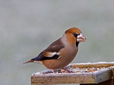 Iedere dag komt deze appelvink naar de voertafel van onze tuin. Dit is het eerste jaar dat hij op bezoek komt. Misschien niet de meest fraaie omgeving voor een foto in BP, maar daarom genieten we niet minder van zijn komst naar onze tuin.