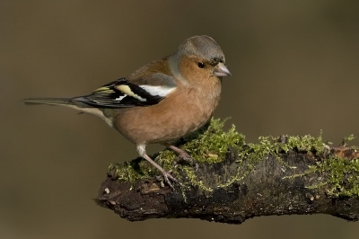 Na eindeloos lang tegen kool- en pimpelmezen aangekeken te hebben kwam deze vink even op de voerplaats. Het blijven prachtige vogels.