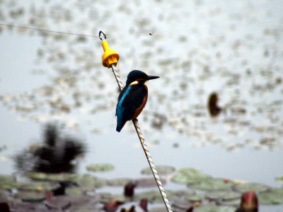 IJsvogel neemt een kijkje bij onze vijver, wij vermoeden dat een kanaal in onze omgeving de echte verblijfplaats is.