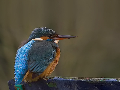 7 uur schuiltent bracht mij een 200 tal foto's op
hier een van de foto's (waarom 1/6 sec )
duister weer 200mm lens met converter
en de vogel zat heeeeel stil? vandaar uit proberen