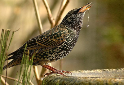 Een dorstige spreeuw
D70 - 300 mm