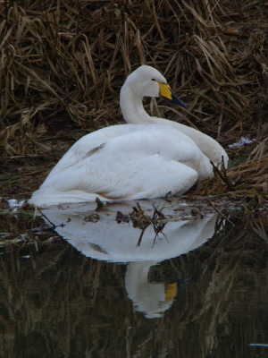 Er zit al een tijdje een wilde zwaan in en rond het valleikanaal. De zwaan is alleen erg verzwakt en ik ben bang dat hij het niet lang meer zal leven... De zwaan zit aan de overkant van het kanaal en laat zich vrij makkelijk benaderen!