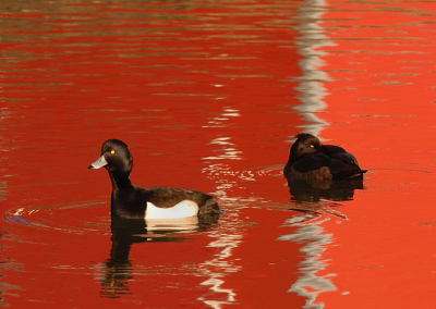 Vandaag kwam ik deze kuifeenden tegen op het industrieterrein . Een rode bouwkeet a.d. overkant van het water zorgt voor de mooie rode reflectie in  het water.