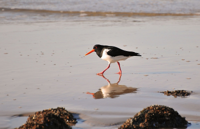 Langs de dijk van Petten heb je als het eb is de meeste kans om vogels als deze aan te treffen. Het fourageren wordt hen makkelijk gemaakt vanwege de vele schelpdieren die er zijn.