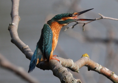 Foto gemaakt van uit de observatiehut "de IJsvogel" in de Tichelgaten bij het dorpje Windesheim.