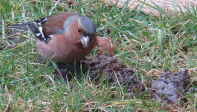 Gisteren net een nieuwe camera gekocht en vandaag de hele dag plaatjes schieten, uitproberen. Hier een vink bezig met een lekker hapje.