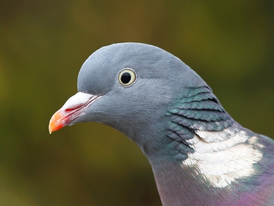 ondanks dat ik weinig tijd heb om te fotograferen,ben ik maar eens in de tuin bezig geweest.Hier heb ik een portret kunnen maken van deze houtduif.