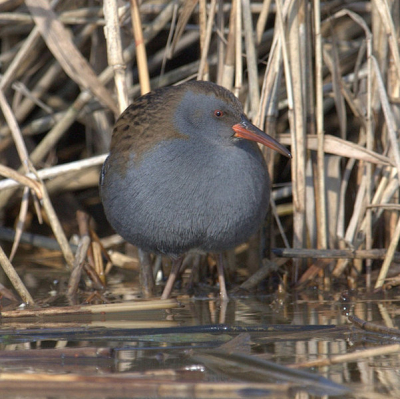 Deze schuwe soort bevond zich in het stedelijk gebied. Mits gehonoreerd betreft dit mijn eerste foto op birdpix.