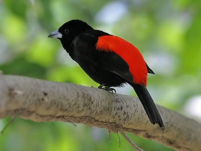 Alhoewel je dit vogeltje regelmatig in C.R. kunt tegenkomen, blijft hij lastig te fotograferen. Hij is erg beweeglijk en als ie dan eens stil zit, dan valt zijn oog vaak volledig weg in zijn gitzwarte kop. Ben daarom erg blij dat ik deze foto heb kunnen maken.