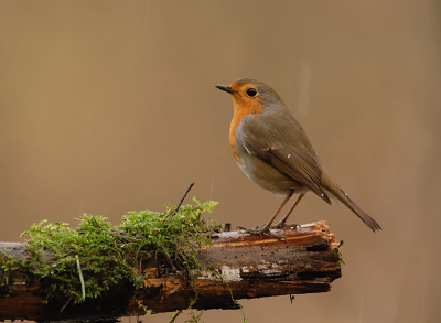 Ook tijdens de afwas (v.d. laatste 14 dagen) nog even deze roodborst kunnen platen.