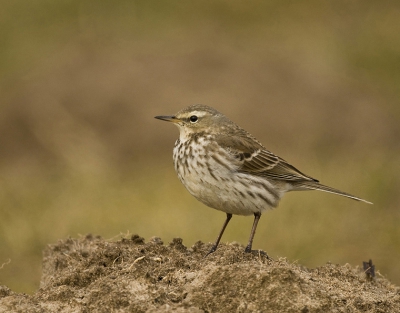 Deze graspieper zat heerlijk rustig rond te kijken op een molshoop op deze koude dag. Angelique
