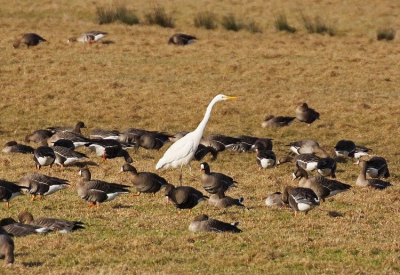 Gistermiddag zag ik een grote zilverreiger in de weiland rondscharrelen tussen een groep kolganzen.