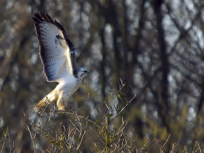 Ze hebben allemaal zo hun eigen stekkie, en om deze witte te fotograferen ga ik altijd al ruim van te voren met de lens-op-zak in de aanslag zitten. De bocht om ... zaterdag zat ie er inderdaad weer eens, maar we moesten wel de bagger in rijden om hem netjes en vrij er op te krijgen. Hij liet ons ook nog even zijn mooie vleugels zien.