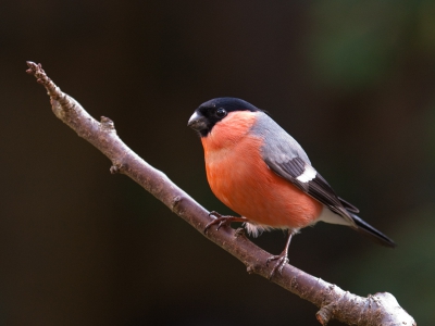 Op het moment de mooiste man in de tuin. Eerst heel schuw en snel weer weg bij het minste of geringste. Later ook het vrouwtje. Intussen scharrelen er regelmatig een stuk of drie rond.