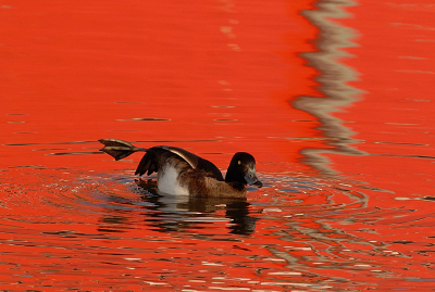 Dit vrouwtje kuifeend deed even wat rek-en strek oefeningen. De rode reflectie op het water geeft het iets extra's.