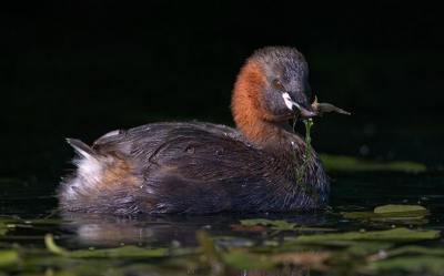 led down on edge of canel and waited for little grebe to swim by