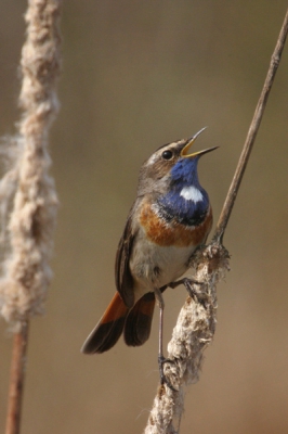 Ze zijn weer volop overal aanwezig in het land .... prachtige vogels, eindelijk eens goed vast kunnen leggen.