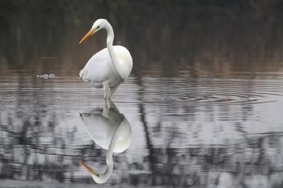 Deze foto is gemaakt met grijs en grauw weer.
Ik Vind zelf de spiegeling in het water wel leuk.