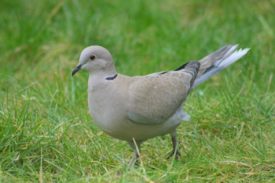 deze turkse tortel zit al een aaantal jaren bij ons in de tuin, vond hem wel leuk zoals hij rondstapte in het gras.
hetr was een beetje grijs weer, genomen vanaf de bank door dubbelglas.
