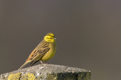 in de ooijpolder komen nogal wat geelgorzen voor,  vooral vlak bij de duitse grens kom je ze tegen,  deze kwam  behoorlijk dichtbij op een paal zitten,  gemaakt vanuit auto op rijstzak  canon eos 20d 

500 4.0  met 1.4 converter