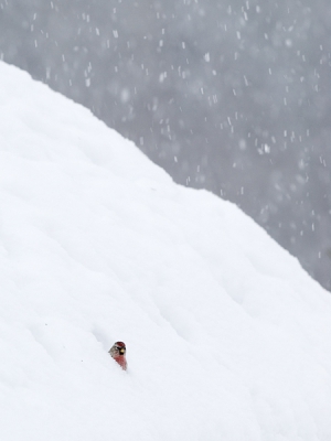 Af en toe gaan de barmsijzen op het dak van het schuurtje zitten en nemen een bad.
Ze verdwijnen soms helemaal in de sneeuw.
Hier kijkt er een net even uit het gaatje.