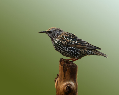 Deze Spreeuw zat rustig achter in mijn tuin. 
Er zitten hier veel spreeuwen, deze kwam mooi even op het stokje zitten.
Ik Lees wel wat jullie ervan vinden.

gr D.S.