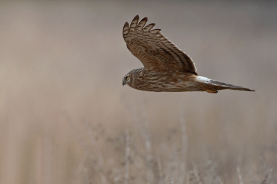 Gemaakt vanuit de auto met 500mm + 1.4 extender. Foto is ongeveer 40% van het orgineel.