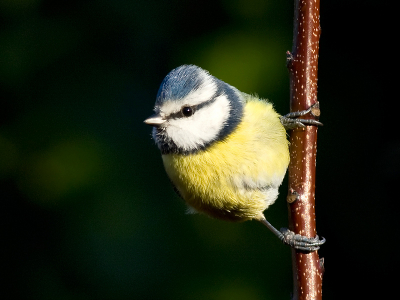 Deze pimpel zat achter het keukenraam te loeren naar een netje pinda's. Foto genomen door het dubbele glas.