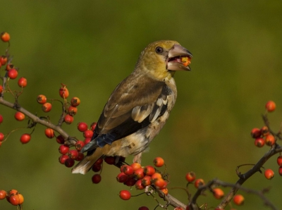 This is an interesting moment during the feeding process of this hawfinch. She stays on top of a haw bush and feeds on its fruit where the name of the bird comes from.