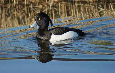 Met een mooi winters zonnetje kon ik 't niet laten deze schoonheid even vast te leggen, en mij eerste foto op birdpix!!