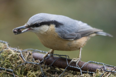 Zat vanuit huis naar een gevecht te kijken tussen een koppel ringmus en een boomklever, om een nestkastje. Dook deze ineens vlak bij het raam op (ong. 1,5 mtr). Met 2 onrijpe eikels in zijn/haar snavel. Had de camera met telelens in de hand, kon in een flits de foto nemen.