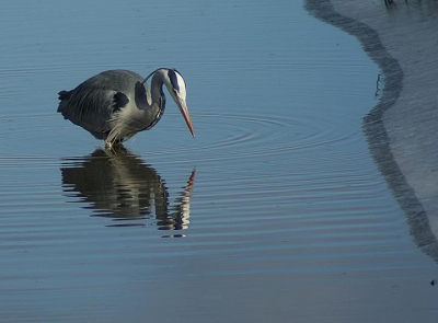Deze reiger kwam rustig naar me toe lopen, het hele slootje doorzoekend naar lekkere waar, van de vele foto's vond ik deze wel wat hebben.