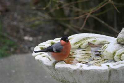 Voor het eerst dat ik de goudvink tegenkwam in Hoogersmilde. Hij bleef zo mooi een poosje zitten en genoot van het water in de drinkbak
