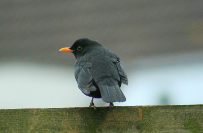 aangezien ik met een voetblessure zit, ben ik gebonden om foto's uit de huiskamer te nemen, ook de vogelsoort is dan beperkt, maar hier toch even een leuke pix